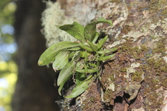 Drymoanthus flavus