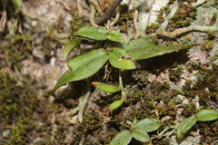 Drymoanthus flavus