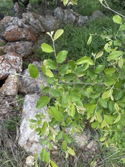 Grewia flavescens