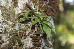 Drymoanthus flavus