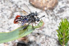 Miltinus stenogaster