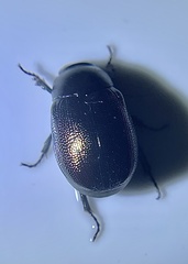 Apogonia