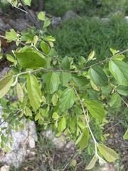 Grewia flavescens