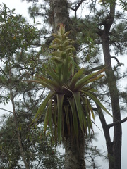 Tillandsia tillii