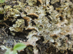 Pseudocyphellaria episticta