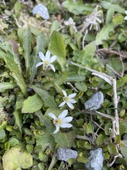 Lobelia angulata