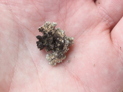 Pseudocyphellaria episticta
