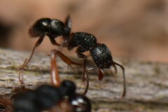 Rhytidoponera victoriae