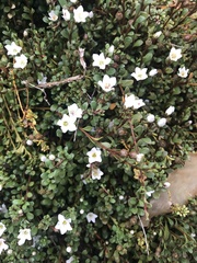 Samolus repens repens