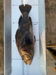 Sebastes rastrelliger