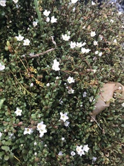 Samolus repens repens