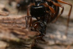 Rhytidoponera victoriae