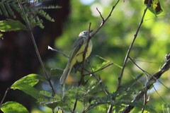 Myiopagis viridicata