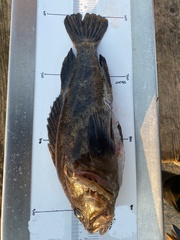 Sebastes rastrelliger