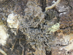 Leptogium oceanianum