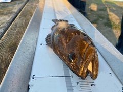 Sebastes rastrelliger