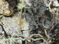 Leptogium oceanianum