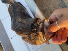 Sebastes rastrelliger