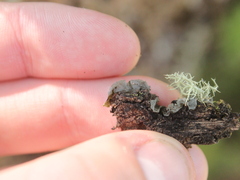 Leptogium oceanianum