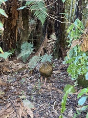 Gallirallus australis