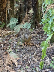 Gallirallus australis