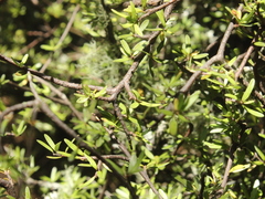 Pittosporum divaricatum