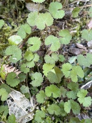 Hydrocotyle moschata
