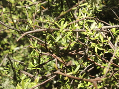 Pittosporum divaricatum
