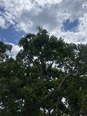 Erythrina lysistemon