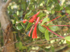 Peraxilla tetrapetala