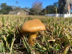 Gymnopilus subspectabilis