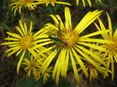 Munnozia senecionidis