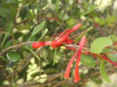 Peraxilla tetrapetala