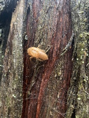 Amphipsalta