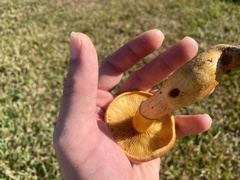 Gymnopilus subspectabilis