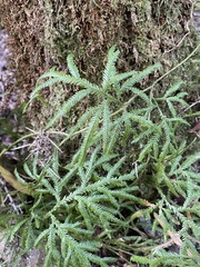 Lycopodium volubile