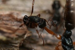 Rhytidoponera victoriae