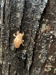 Amphipsalta