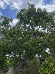 Erythrina lysistemon