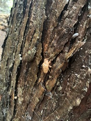 Amphipsalta