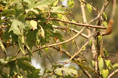 Icterus cucullatus