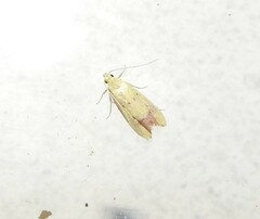 Gymnobathra flavidella