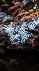 Mucronella fusiformis