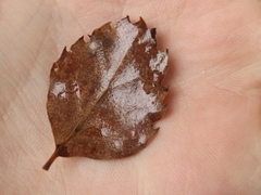 Nothofagus fusca