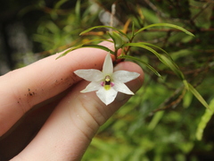 Dendrobium cunninghamii