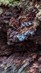 Mucronella fusiformis