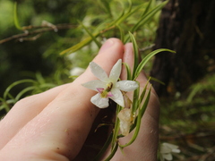Dendrobium cunninghamii