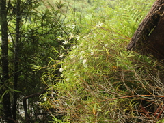 Dendrobium cunninghamii
