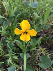 Viola pedunculata