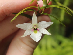 Dendrobium cunninghamii